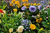 Annual flower bed with dominant pansy (Viola cornuta)