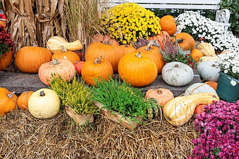 Halloween_decoration_Various_gourds_and_Chrysanthemums_autumn_Germany
