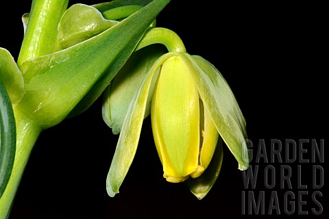 Corkscrew_albuca_Albuca_spiralis_flower_South_Africa