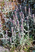 Woolly hedgenettle (Stachys byzantina) in bloom in summer, Pas de Calais, France