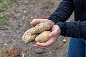 Harvesting Spunta potatoes in summer, Pas de Calais, France