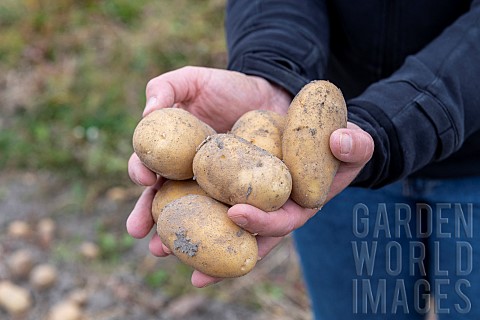 Harvesting_Charlotte_potatoes_in_summer_Pas_de_Calais_France