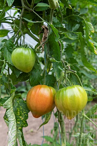 Beef_heart_tomatoes_in_a_garden_in_summer_Pas_de_Calais_Franc