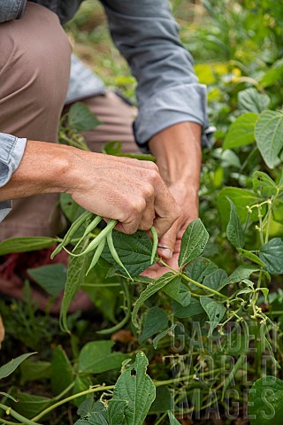 Harvesting_green_beans_in_a_vegetable_garden_in_summer_Pas_de_Calais_France