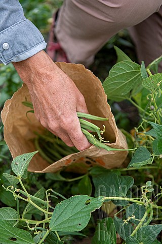 Harvesting_green_beans_in_a_vegetable_garden_in_summer_Pas_de_Calais_France