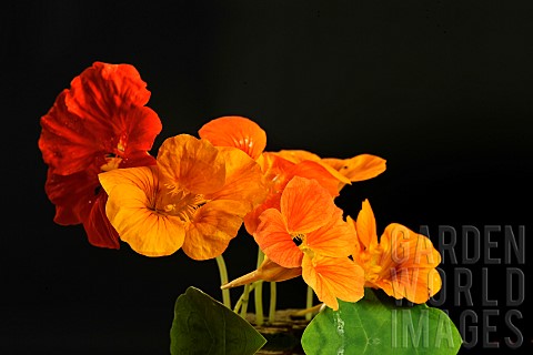Nasturtium_flowers_Tropaeolum_majus_on_black_background