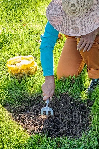 Planting_spring_flower_bulbs_in_a_lawn_step_by_step_3_Scratching_to_loosen_the_soil