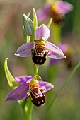 Bee orchid (Ophrys apifera) flower, Vaucluse, France