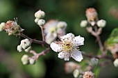 Shrubby blackberry (Rubus fruticosus) flowers, France