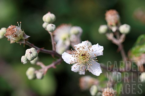 Shrubby_blackberry_Rubus_fruticosus_flowers_France