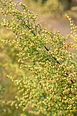 Annual Mugwort (Artemisia annua) in autumn, Gard, France