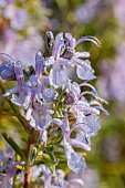 Rosemary (Rosmarinus officinalis) flowers covered in dew, Gard, France