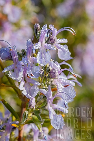 Rosemary_Rosmarinus_officinalis_flowers_covered_in_dew_Gard_France