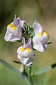 Pale toadflax (Linaria repens) flowers, gard, France
