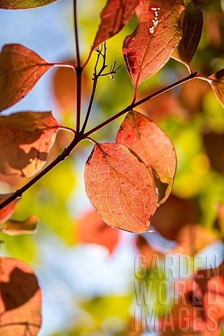Common_dogwood_Cornus_sanguinea_fall_foliage_Gard_France