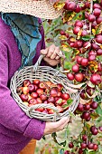 Woman picking ornamental apples for processing.