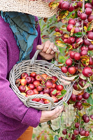 Woman_picking_ornamental_apples_for_processing