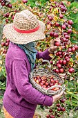 Woman picking ornamental apples for processing.