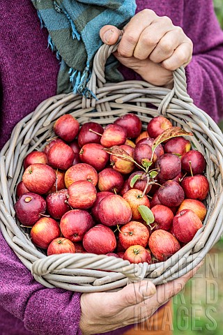 Woman_holding_a_basket_of_harvested_ornamental_apples_for_processing