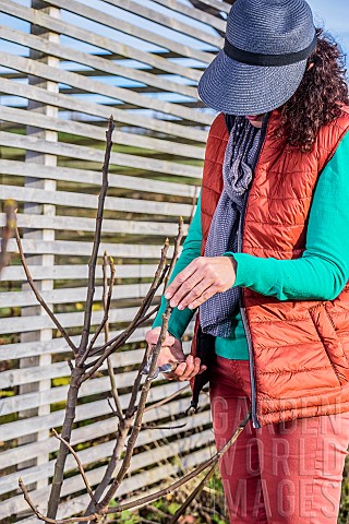 Woman_pruning_a_fig_tree_in_winter_reduction_of_side_shoots_pruning_to_reduce_clutter