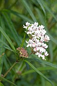 Whorled milkweed (Asclepias verticillata), flowers