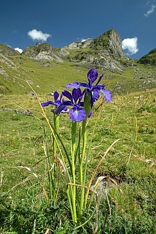 Pyrenean_iris_Iris_latifolia_Sers_HautesPyrnes_France