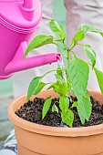 Woman planting a chili plant in a pot: watering after setting up.