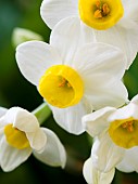 Bunch flowered daffodil Narcissus tazetta variety Avalanche. Europe, Central Europe, Germany
