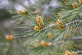 Aleppo pine (Pinus halepensis) branches with male flower cones, Gard, France