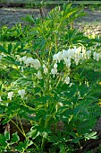 White Common bleedinghearts (Dicentra spectabilis) in bloom in a garden