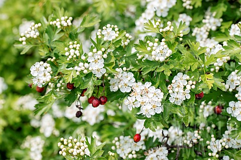 Common_hawthorn_Crataegus_monogyna_in_flower_with_fruit_from_the_previous_year_Vaucluse_France