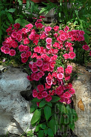 Carnations_Dianthus_sp_in_flower_in_a_rock_garden
