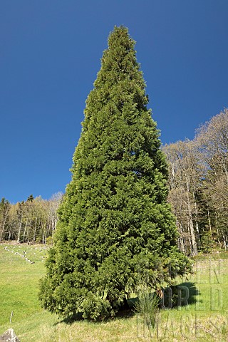 Giant_sequoia_Sequoiadendron_giganteum