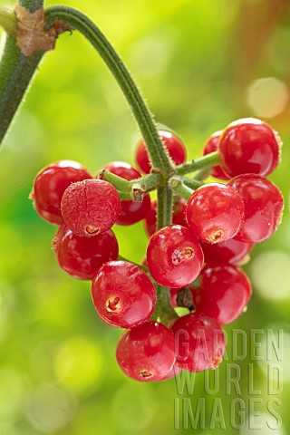 Dotted_wild_coffee_Psychotria_punctata_fruits