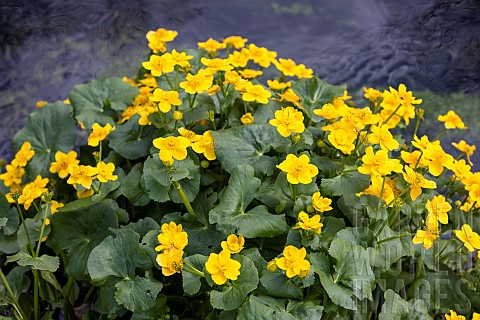 Yellow_marsh_marigold_Caltha_palustris_in_bloom_in_spring_Somme_France