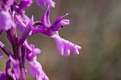 Southern early purple orchid (Orchis olbiensis), Bouches-du-Rhone, France