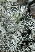 Grand wormwood (Artemisia absinthium),Vaucluse, France