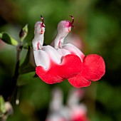 Baby sage (Salvia microphylla) Hot Lips