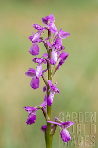 Slender_greenwinged_orchid_Anacamptis_morio_subsp_picta_Aude_France