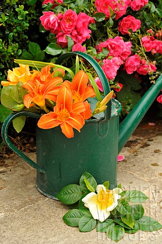 Orange_Daylily_Hemerocallis_fulva_and_Rose_Rosa_sp_in_a_bouquet_in_a_green_iron_watering_can_in_fron