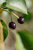 Saint Lucie Cherry (Prunus mahaleb) fruits, Drome, France