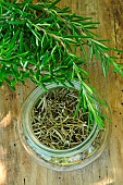 Rosemary (Rosmarinus officinalis). Fresh and dried rosemary in a glass jar, medicinal and aromatic plant