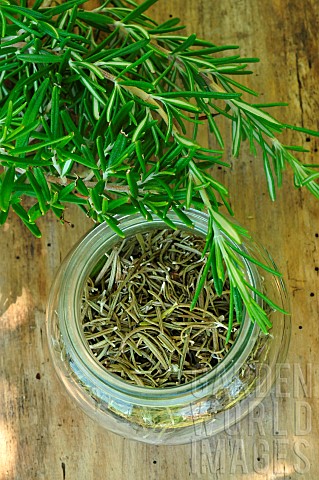 Rosemary_Rosmarinus_officinalis_Fresh_and_dried_rosemary_in_a_glass_jar_medicinal_and_aromatic_plant