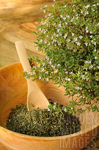 Thyme_Thymus_vulgaris__freshly_bloomed_and_dried_in_a_wooden_bowl