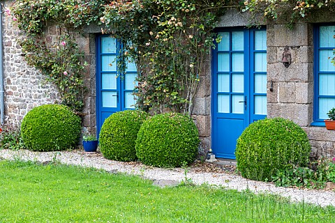 Boxwoods_trimmed_into_a_ball_in_a_garden_in_summer_Brittany_France