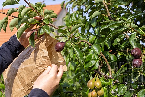 Bagging_the_best_pears_with_kraft_paper_bags_recycling_to_protect_them_summer_Pas_de_Calais_France