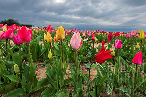 Tulip_field_spring_Pas_de_Calais_France