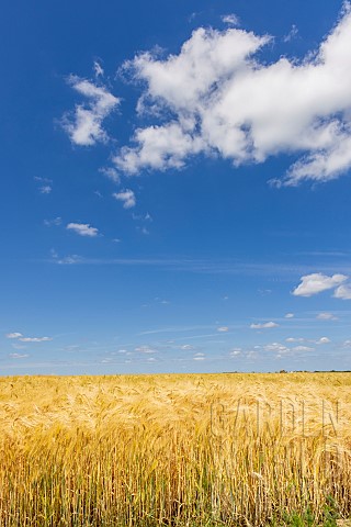 Barley_field_spring_Pas_de_Calais_France