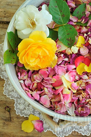 Rose_petals_Rosa_sp_harvested_for_drinking_jam_or_cosmetics