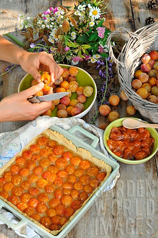 Mirabelle_plums_yellow_plums_pitting_the_fruit_homemade_mirabelle_plum_tart_mirabelle_plum_jam_and_f